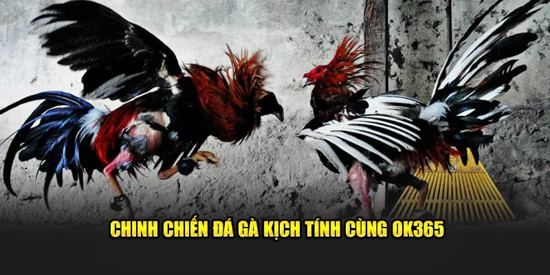 Chinh chiến đá gà kịch tính cùng OK365